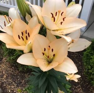 Meet your Posher, Hui